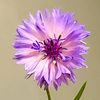 cornflower191