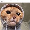 billythekitten_