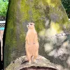 Safari ổn hông