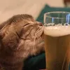 soumqlqr
