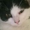 i_is_a_cat