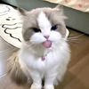 rania_niaa00