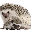 lamaselgitano