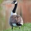 the_goose6