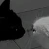 bunny.c0spl4y