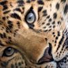 اللّبة🐆
