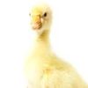 ducksarebetterthanyou0