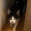 mousecatcher2