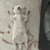 qllinnm