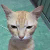 huyentrangxinhgai08