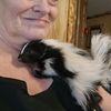 luna_the_skunk