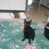 fuyataoto