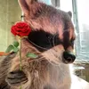 kittymewpup