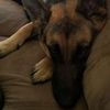 germanshepherd.101