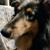 ellixcollie