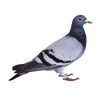 pigeon_12354