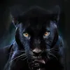 black.pantera27