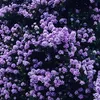 lii_056