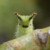 pepapetepa