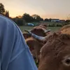 agri.tomas