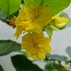 chanhuy206