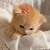 annyeung_nhuy