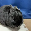 momonga_6_12