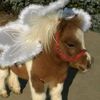 feverbrony