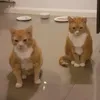snugglessmoggytilla