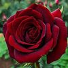 khaledaboibrahim5