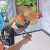 thanhdatgr_76