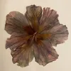 meleek_elm