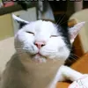 ac0rporalcat