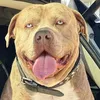 uk_dogs