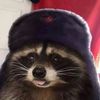 communisticracoon