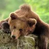 artemmedvedvbg