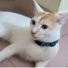 im_cat_lover04