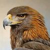 بن هادي العادي