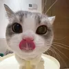 ndtrennie