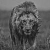 mahmoud.mohamed11