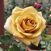 nguyenchi1994.gmal.com