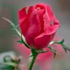 zia_ur_rehman7433
