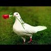 nishan_pok