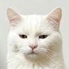 fatcat0_0