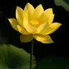 tanmucthanky