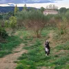 skale11