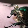 blynaismetausi