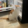 rasvader_cat