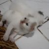 orang2.biasa