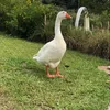 jackwang238